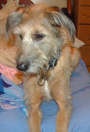 Soulful Eyes